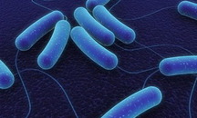 Bacillus Subtilis - Công Ty Cổ Phần Dược Phẩm Thiên Nguyên